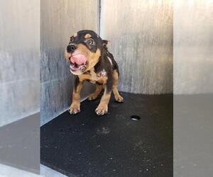 Doberman Pinscher-Unknown Mix Dogs for adoption in San Antonio, TX, USA