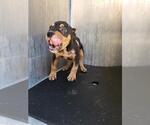 Small Doberman Pinscher Mix