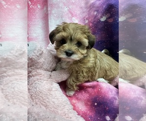 Havanese Puppy for sale in LIVONIA, MI, USA