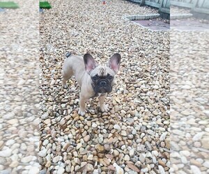 Medium French Bulldog