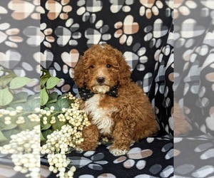Poodle (Miniature) Puppy for sale in RISING SUN, MD, USA