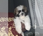 Small #4 Shih Tzu