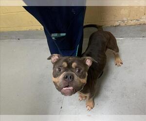 Bulldog-Unknown Mix Dogs for adoption in Tulsa, OK, USA