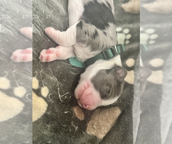 Medium Photo #70 Aussiedoodle-Bernedoodle Mix Puppy For Sale in BELTON, SC, USA