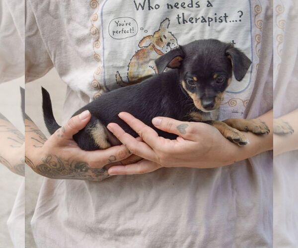 Medium Photo #3 Chipin Puppy For Sale in Huntley, IL, USA