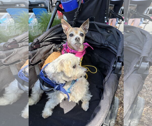 Medium Photo #4 Chihuahua Puppy For Sale in Spring Lake, NC, USA