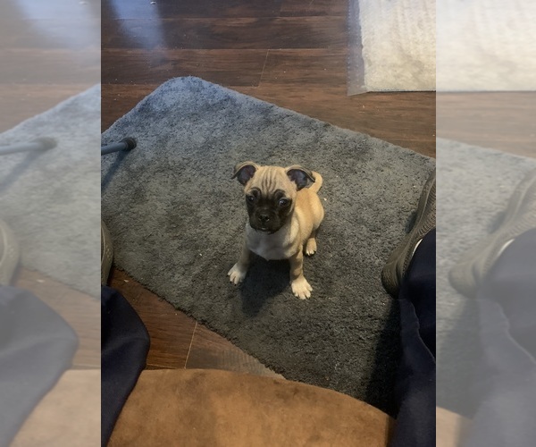 Medium Photo #6 Chug Puppy For Sale in HADLEY, KY, USA