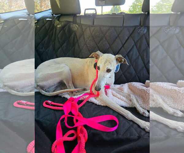 Medium Photo #3 Greyhound Puppy For Sale in Cherry Hill, NJ, USA