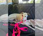 Small #2 Greyhound