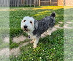 Small #1 Mutt