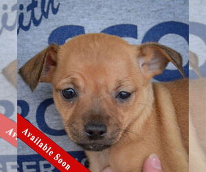 Italian Greyhuahua Dogs for adoption in Huntley, IL, USA