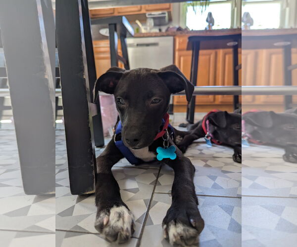 Medium Photo #2 Mutt Puppy For Sale in Plainfield, IL, USA