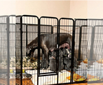 Small Photo #14 Great Dane Puppy For Sale in SAND SPRINGS, OK, USA
