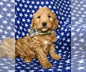 Goldendoodle (Miniature) Puppy for sale in OXFORD, PA, USA
