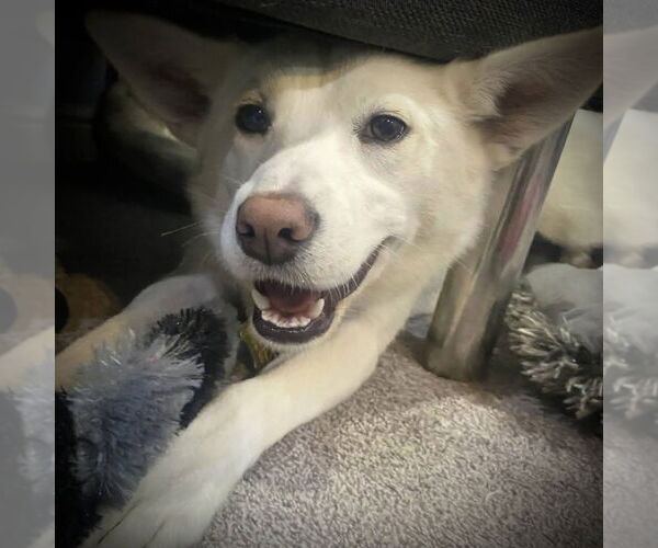 Medium Photo #8 Mutt Puppy For Sale in Sandy, UT, USA