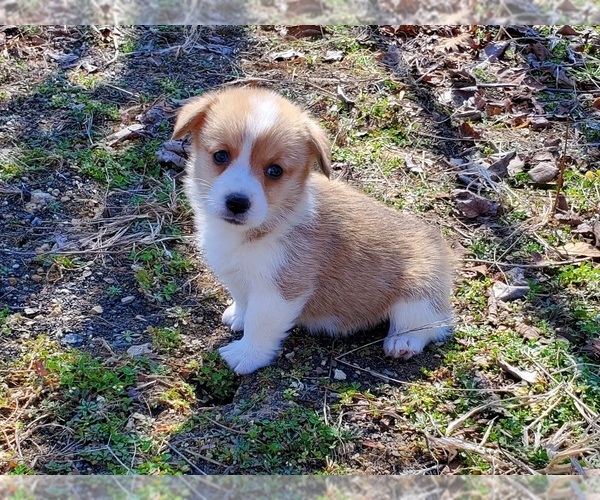 Medium Photo #2 Pembroke Welsh Corgi Puppy For Sale in CLARK, MO, USA