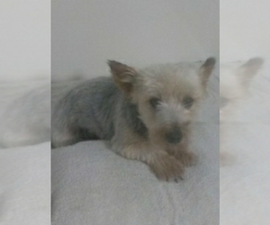 Father of the Shorkie Tzu puppies born on 04/11/2025