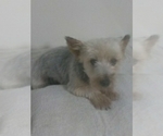 Small Photo #1 Shorkie Tzu Puppy For Sale in SUGARCREEK, OH, USA