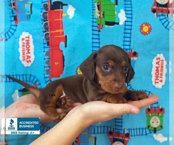 Medium Photo #2 Dachshund Puppy For Sale in WINNSBORO, LA, USA