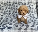 Small #3 Cockapoo (Miniature)