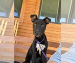 Small #5 German Shepherd Dog Mix