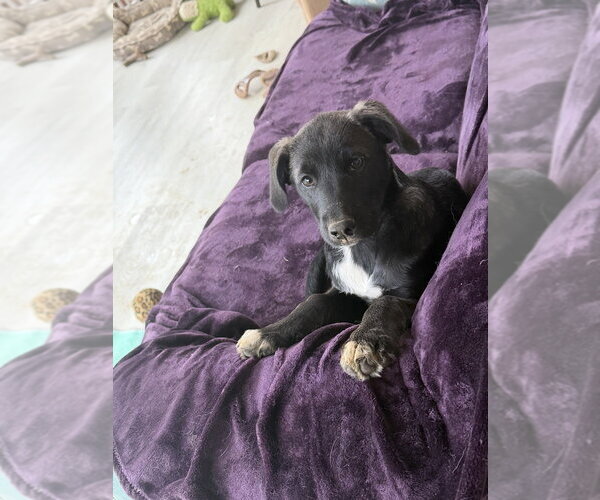 Medium Photo #1 Labsky Puppy For Sale in Springdale, PA, USA