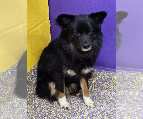 Medium Photo #2 Chihuahua-Unknown Mix Puppy For Sale in Metairie, LA, USA