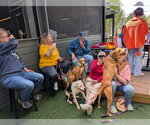 Small #7 Black Mouth Cur-Boxer Mix