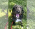 Gordon - Male Mutt Dog for Adoption - Small photo