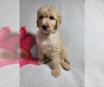 Small Photo #11 Labradoodle Puppy For Sale in AIKEN, SC, USA
