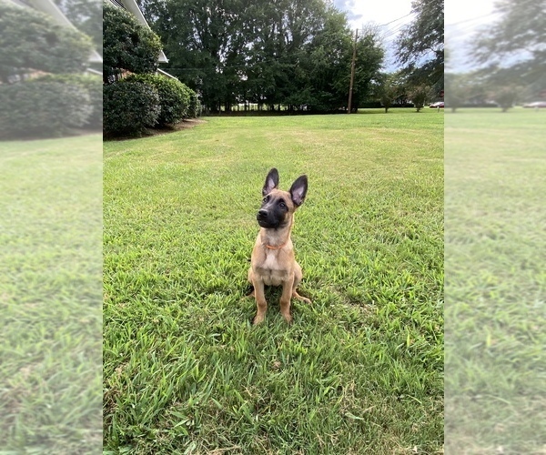 Full screen Photo #5 Belgian Malinois Puppy For Sale in SPARTANBURG, SC, USA