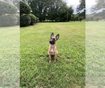 Small Photo #5 Belgian Malinois Puppy For Sale in SPARTANBURG, SC, USA