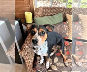 Australian Shepherd-Red Heeler Mix Dogs for adoption in Denton, TX, USA