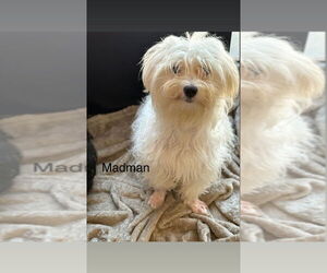 Maltese Dogs for adoption in Studio City, CA, USA