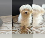 Small Maltese