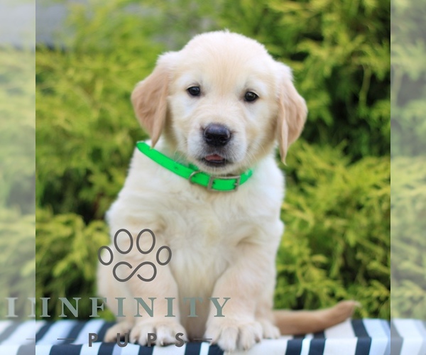 Medium Photo #2 Golden Retriever Puppy For Sale in LITITZ, PA, USA