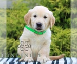 Small #1 Golden Retriever