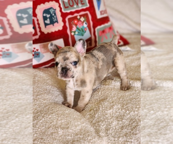 Medium Photo #14 French Bulldog Puppy For Sale in CAPE CORAL, FL, USA