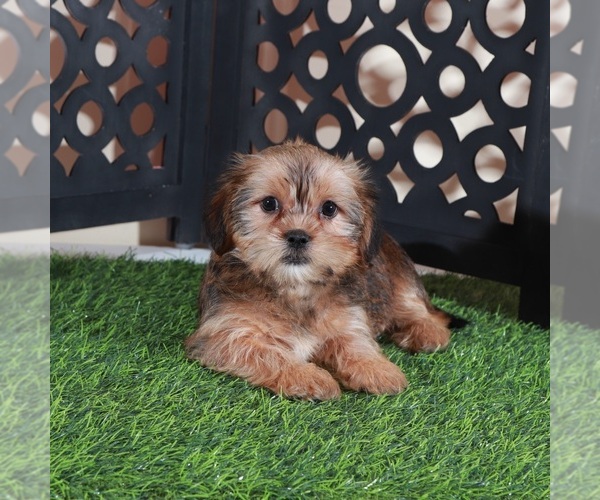 Medium Photo #1 Shorkie Tzu Puppy For Sale in MOUNT VERNON, OH, USA