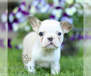 French Bulldog Puppy for sale in RONKS, PA, USA