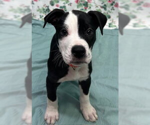American Bulldog-Unknown Mix Dogs for adoption in Wetumpka, AL, USA