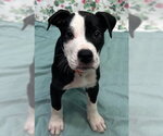 Small American Bulldog Mix