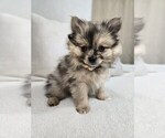 Puppy Freckles Pomeranian