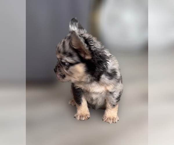 Medium Photo #9 French Bulldog Puppy For Sale in PALMDALE, CA, USA