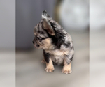 Small #8 French Bulldog