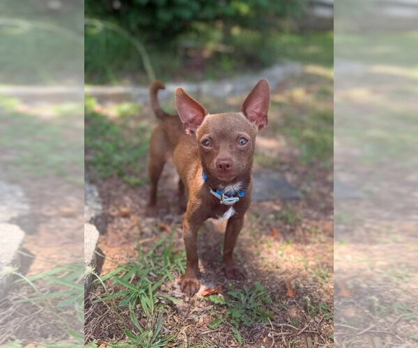 Medium Photo #2 Chihuahua-Unknown Mix Puppy For Sale in Arlington, VA, USA