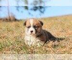 Small #3 Pembroke Welsh Corgi