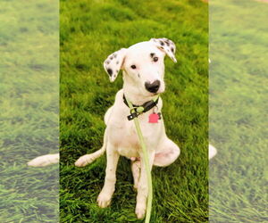 Labrador Retriever-Unknown Mix Dogs for adoption in Rockaway, NJ, USA