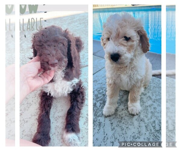 Medium Photo #1 Goldendoodle Puppy For Sale in LONG BEACH, CA, USA