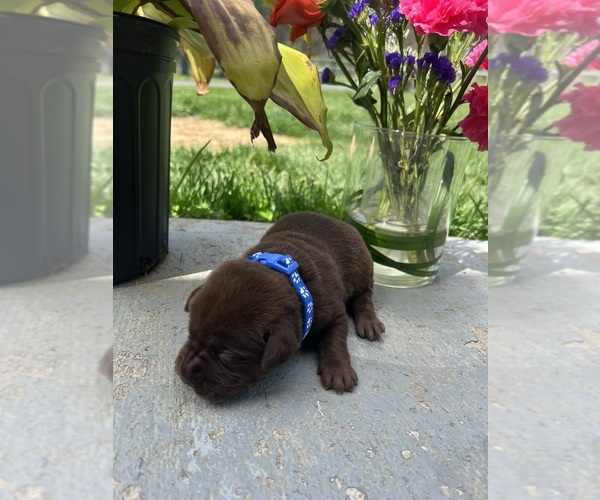 Medium Photo #11 Labrador Retriever Puppy For Sale in NEOLA, WV, USA